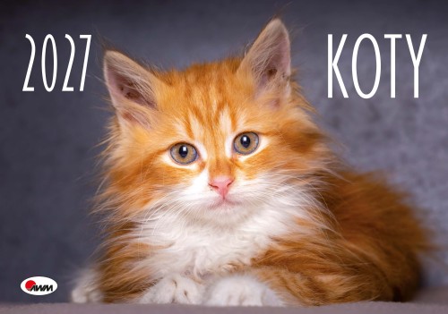 Okładka kalendarza albumowego pt. Koty na 2027 rok przedstawiająca rudego kota